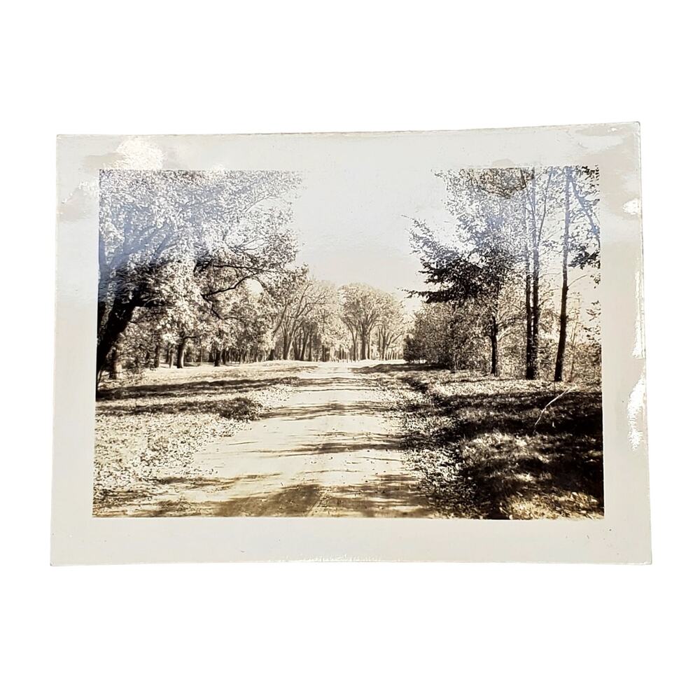 Vtg Beautiful Nature Trail Original Monochrome Photography Found Snapshot